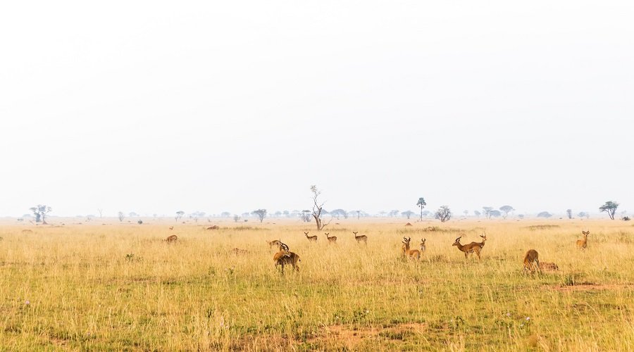 Where to See the Best Sunsets on Safari